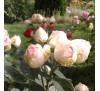 Роза Чарминг Пиано (Pink Piano)